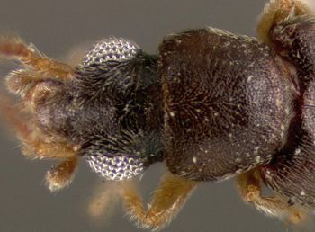 Media type: image;   Entomology 27482 Aspect: head dorsal view